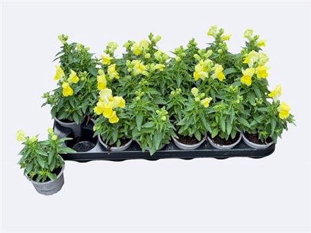 <h4>Antirrhinum majus 'Dazzling Lips Lemon'</h4>
