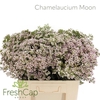 Chamelaucium Moon
