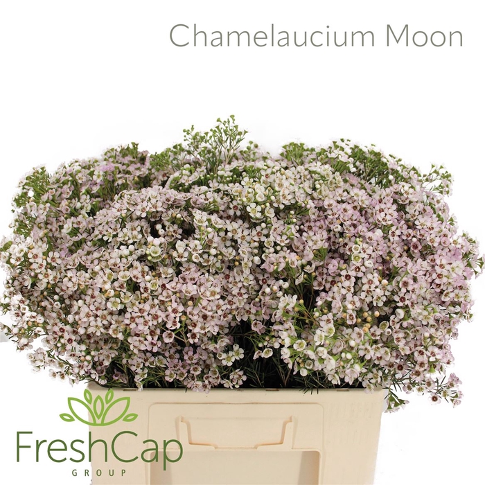 Chamelaucium Moon