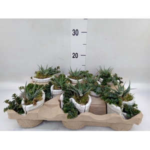 Arr.   Kamerplant Groen L%