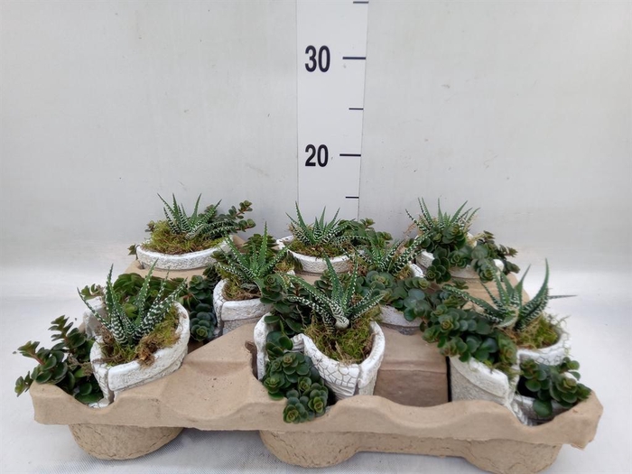 <h4>Arr. Kamerplant Groen L%</h4>