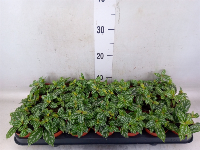 <h4>Pilea cadierei</h4>