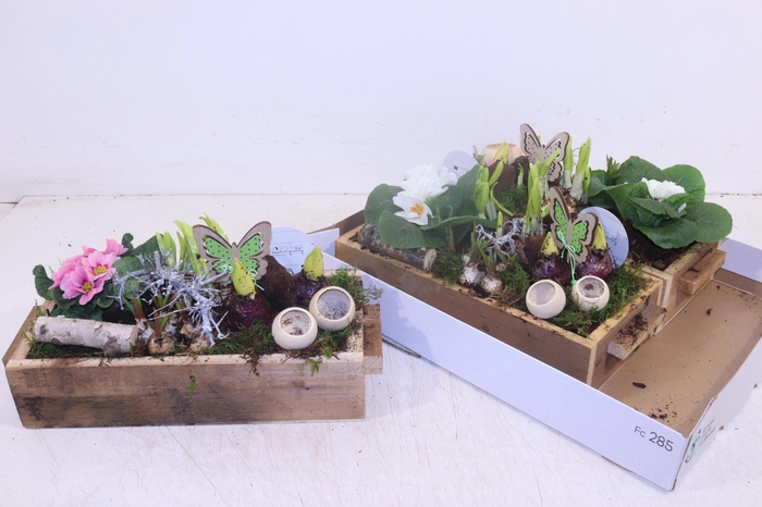 <h4>ARR TUINPLANTEN</h4>