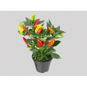 PIMENTA HOT BURRITO P14