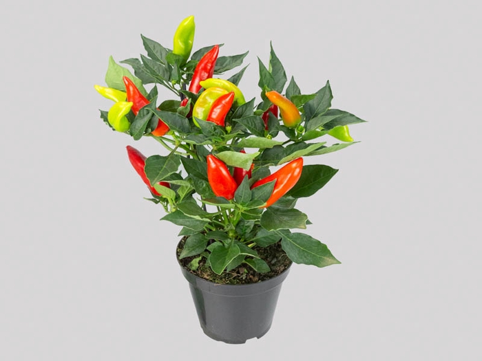 <h4>PIMENTA HOT BURRITO P14</h4>