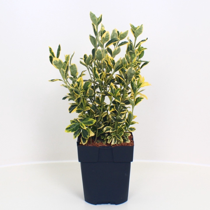 <h4>Euonymus Marieke</h4>