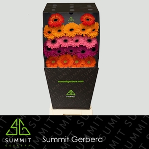 Germini Mix Winter Diamond