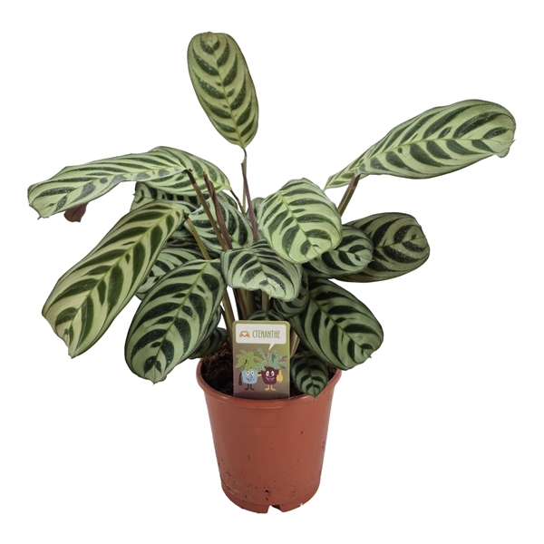 <h4>Ctenanthe Amabilis ( burle marxie )</h4>
