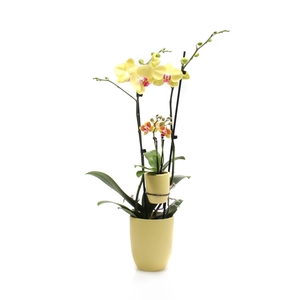 Hugo Citrus Phal Geel 2T + Tiny Dolls 2T