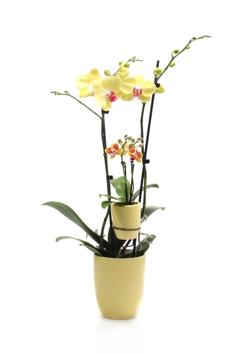 <h4>Hugo Citrus Phal Geel 2T + Tiny Dolls 2T</h4>