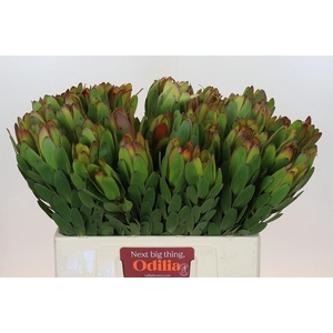Leucadendron Goldstrike