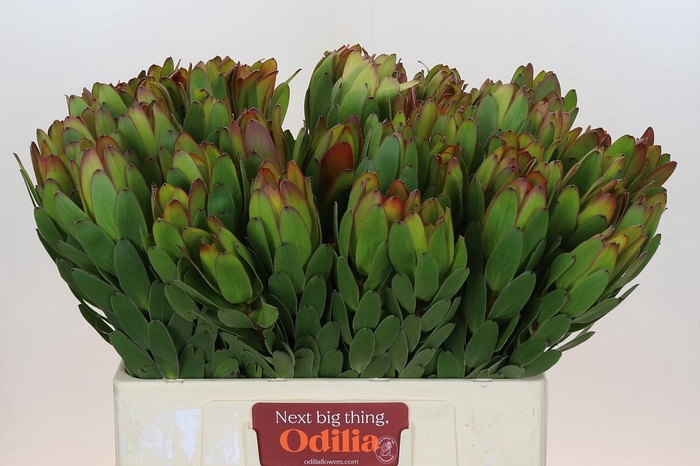 <h4>Leucadendron Goldstrike</h4>