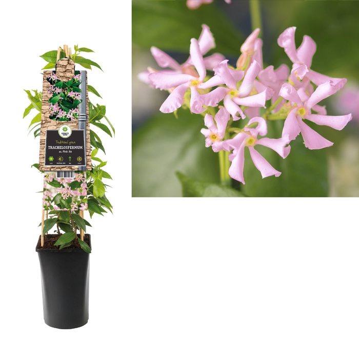 <h4>Trachelospermum As. Pink Air</h4>