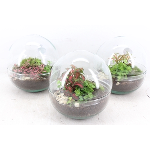 arr3 WR - Terrarium Earth small