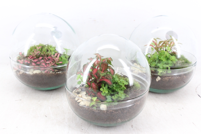 <h4>arr3 WR - Terrarium Earth small</h4>