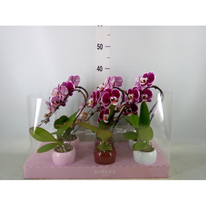 <h4>Phalaenopsis ...red</h4>