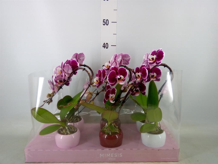 <h4>Phalaenopsis ...red</h4>