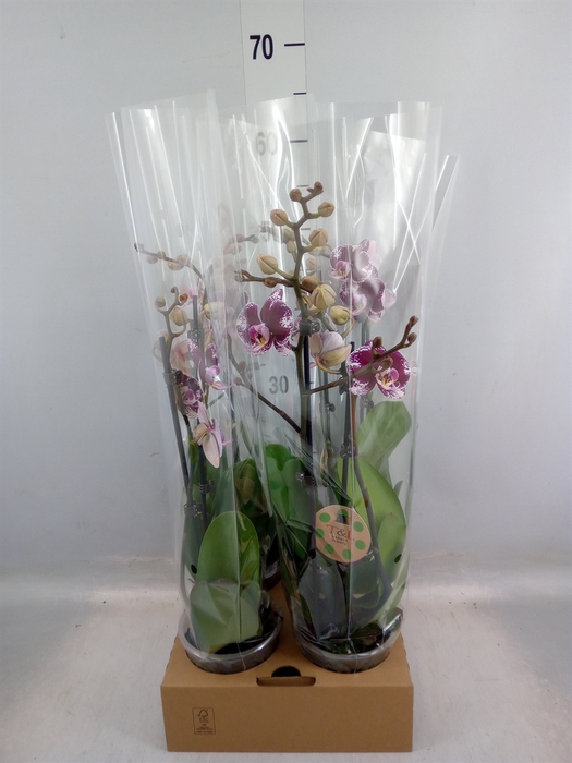 <h4>Phalaenopsis   ...</h4>