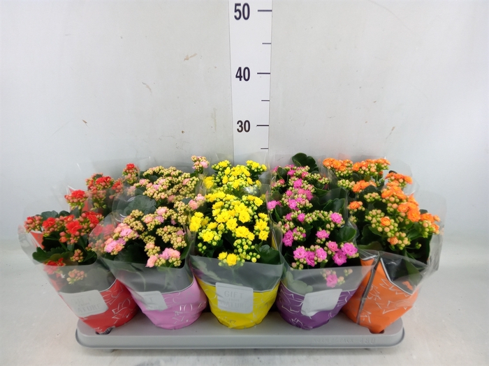 <h4>Kalanchoe blos. 'Perfecta'  ..mix 5</h4>