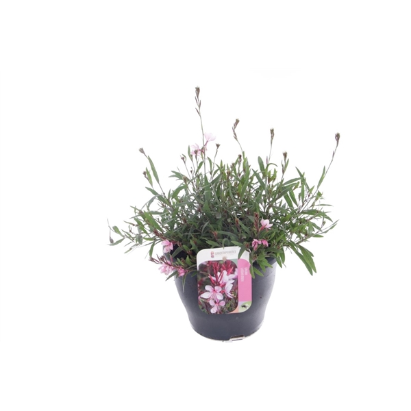 <h4>Gaura lind. Gaudi Medium Pink</h4>
