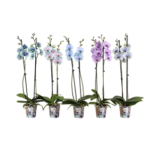 Potcover I Am Coloured Phal I Am Special Mix 2T14+