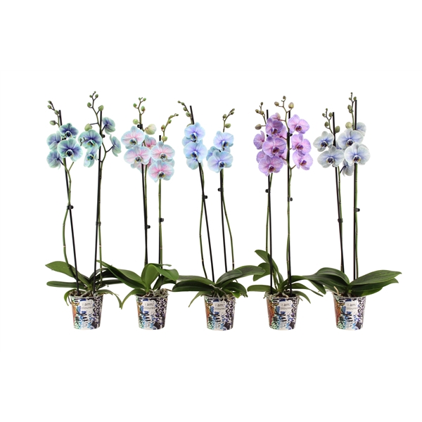 <h4>Potcover I Am Coloured Phal I Am Special Mix 2T14+</h4>