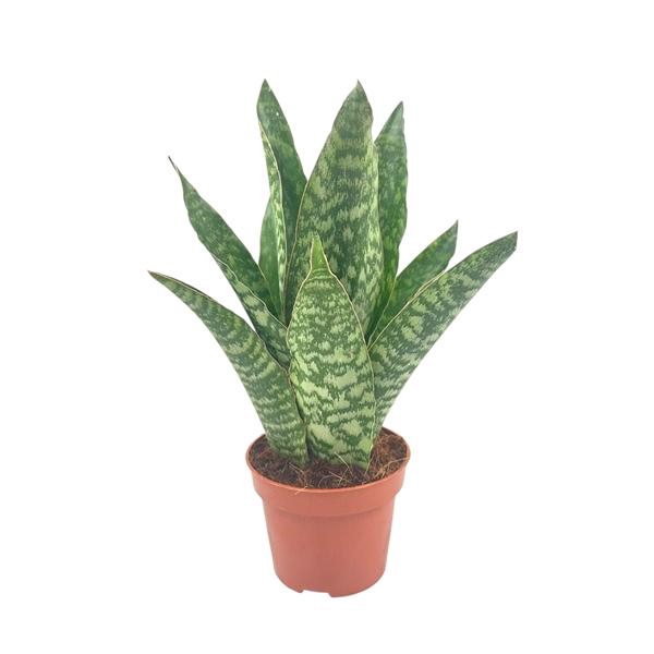 <h4>Sansevieria Aubrytiana 12 cm</h4>