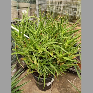 ALOE ARBORESCENS