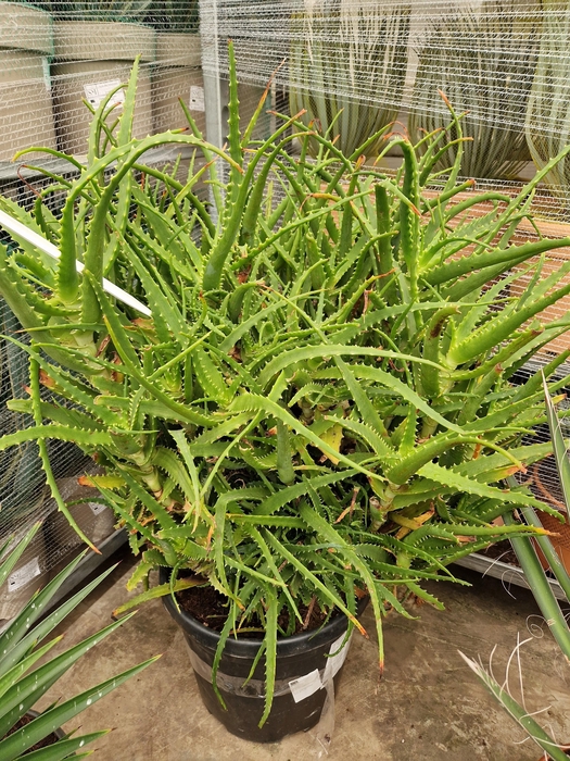 <h4>ALOE ARBORESCENS</h4>