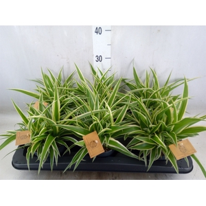 Chlorophytum com. 'Ocean'