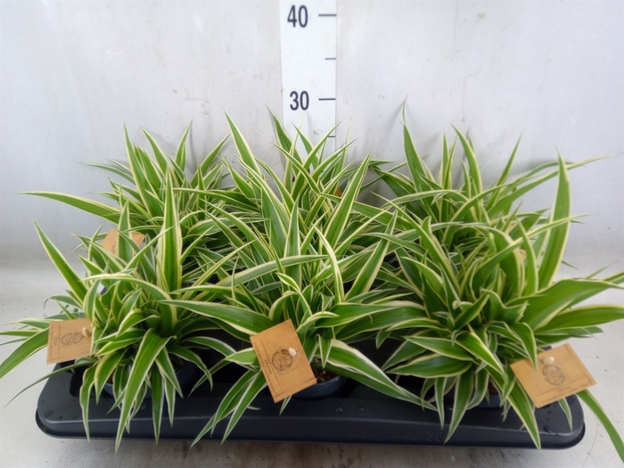 <h4>Chlorophytum com. 'Ocean'</h4>