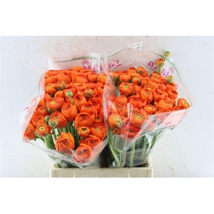 Ran Kloon Prima Fiesta