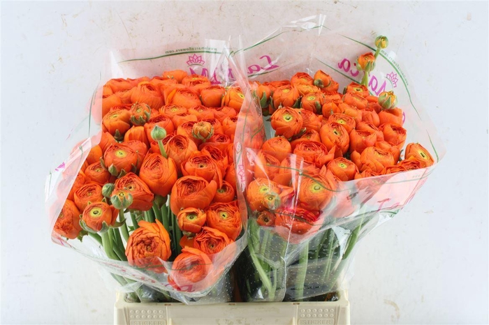 <h4>Ran Kloon Prima Fiesta</h4>