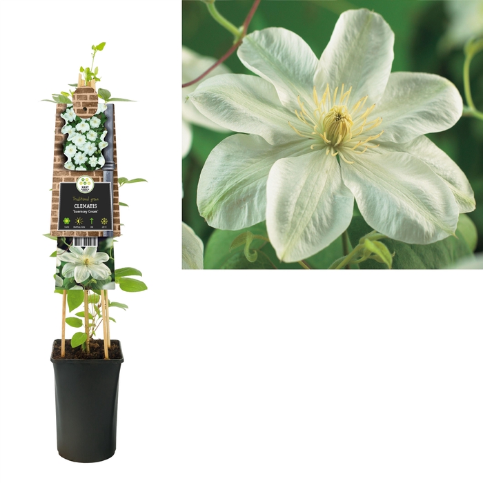 <h4>Clematis 'Guernsey Cream' +3.0 label</h4>