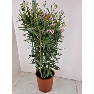 NERI OLEANDER