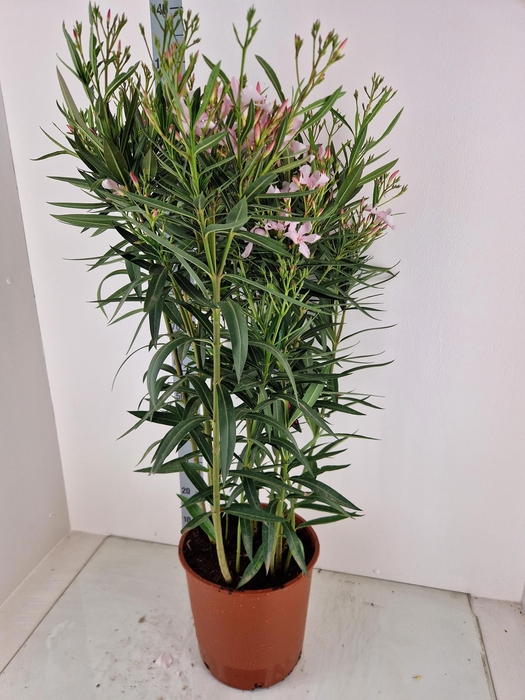 <h4>NERI OLEANDER</h4>