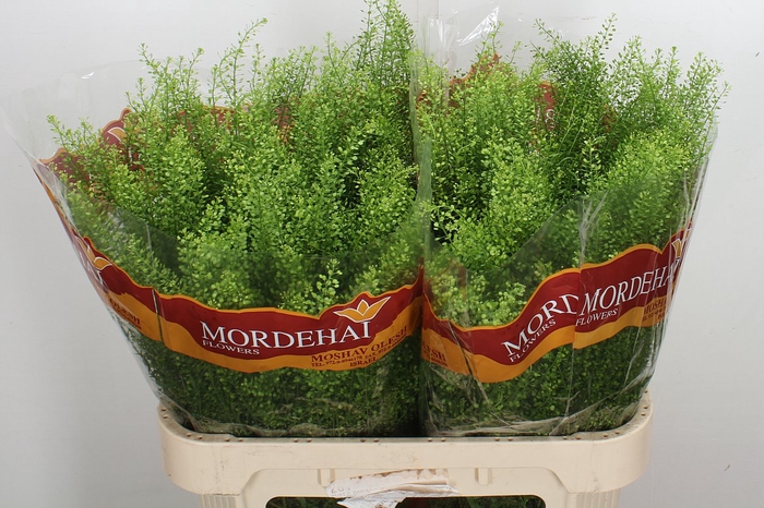 <h4>Lep Ru Green Bell</h4>