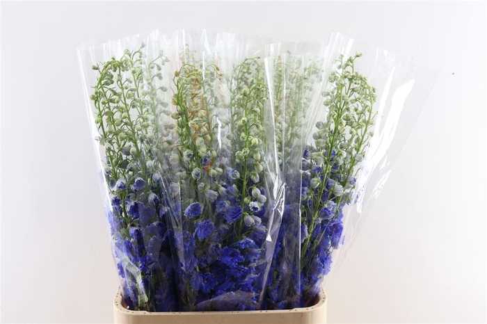 <h4>Delphinium Double Blue</h4>