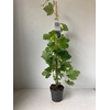 Vitis Boskoop Glory