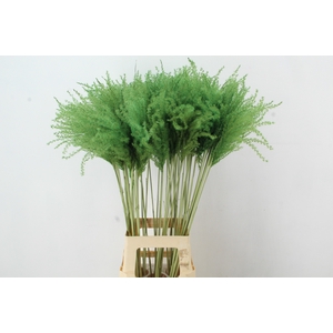 DF Miscanthus 90cm Apple Green