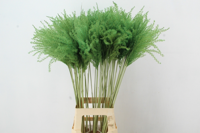 <h4>DF Miscanthus 90cm Apple Green</h4>