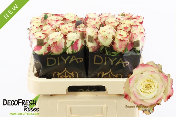 <h4>R Gr Sweet Horizon</h4>