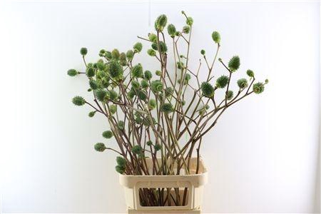 <h4>DATURA METEL</h4>