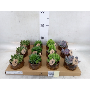 Succulents   ...mix 3