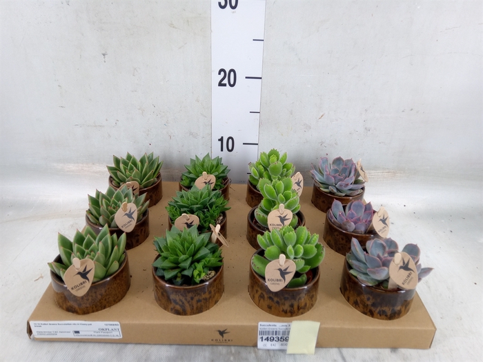 <h4>Succulents   ...mix 3</h4>