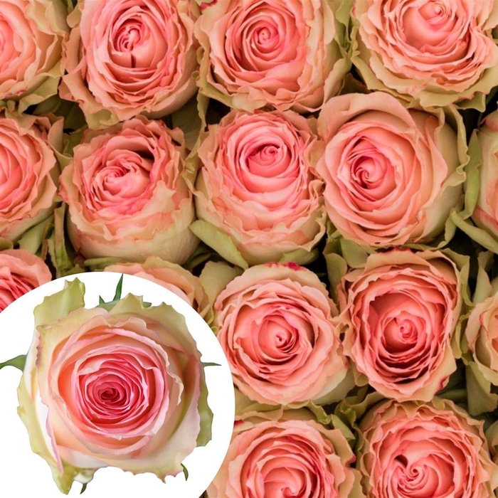 <h4>R Eq Esperance</h4>