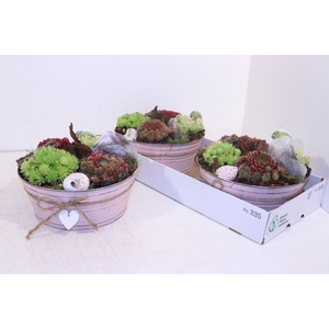 ARR SEMPERVIVUM