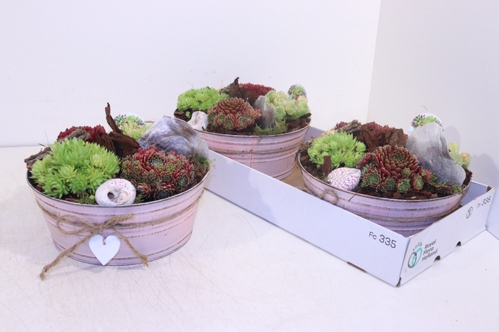 <h4>ARR SEMPERVIVUM</h4>