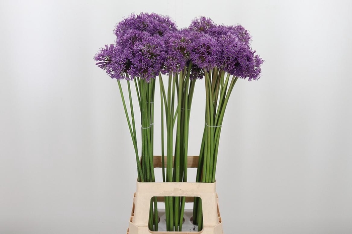 <h4>Allium Gladiator</h4>