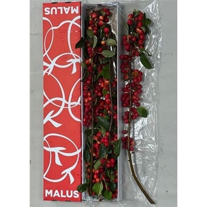 Malus Red Sentinel